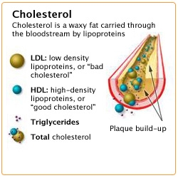 Cholesterol Hdl Explained Health One Labs