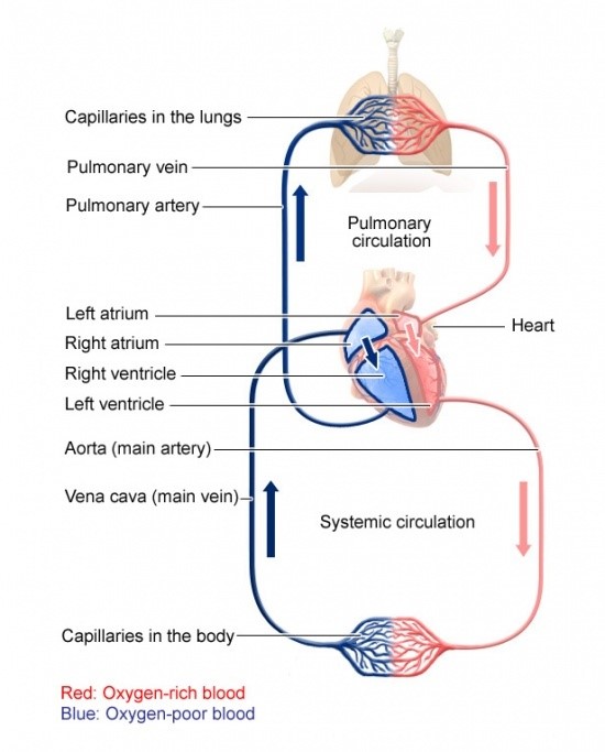 Why the circulatory system is so important Health One Labs